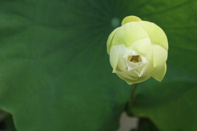 white-lotus-1368751
