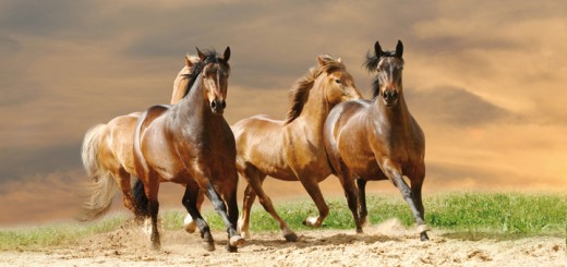 horses in sunset