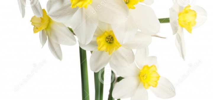 bouquet-blanc-de-narcisse-19531729